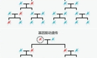 比尔盖茨：为什么基因编辑和人工智能一样值得关注？